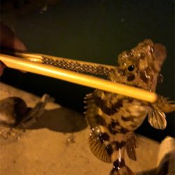 明石の漁港にアジ調査してきました。