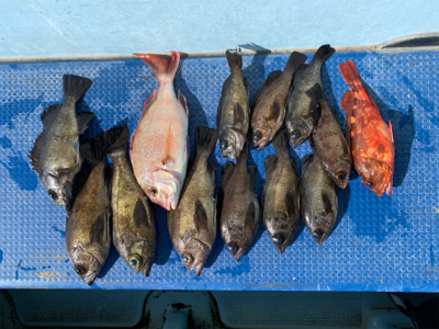 メバル　　純栄丸