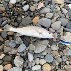 ボウズのがれ｡ﾟ(ﾟ´ω`ﾟ)ﾟ｡