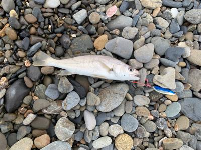 ボウズのがれ｡ﾟ(ﾟ´ω`ﾟ)ﾟ｡