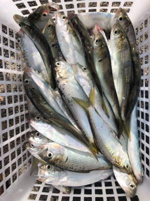 コハダ大漁！おまけに…