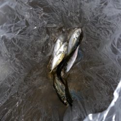 タチウオ釣行も、、