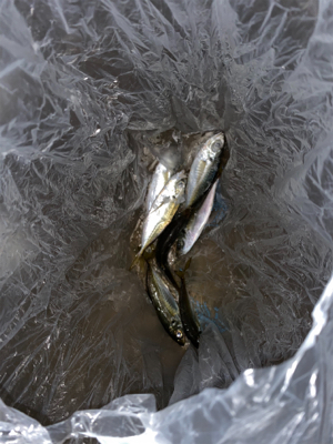 タチウオ釣行も、、