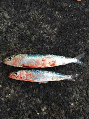 年内最後は不発