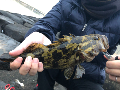 良型タケノコメバル