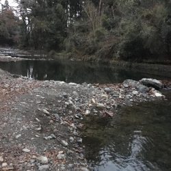 芥川で釣り納め