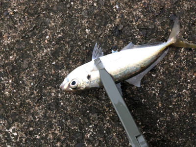 釣り納めアジング