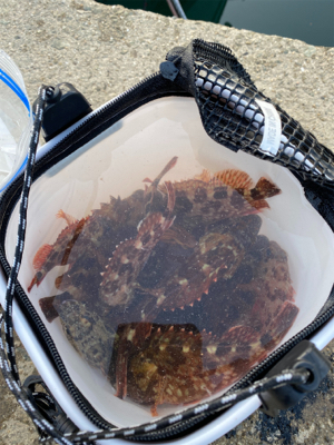 ガシラつ抜け！