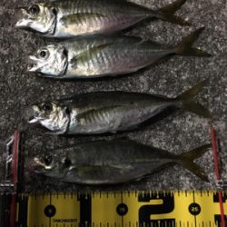 アジング絶好調!