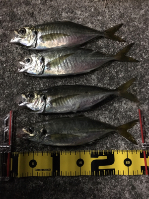 アジング絶好調！