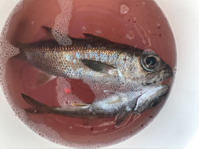 釣り納めでホエールウォッチング！