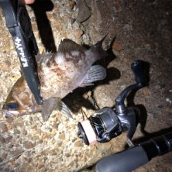 良型、入ってきてます！