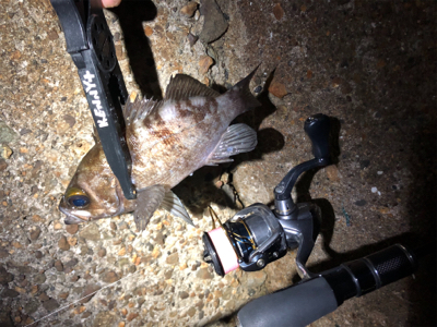 良型、入ってきてます！