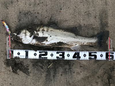 肥えたシーバス