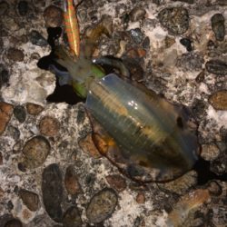 アオリ狙いで釣り納め