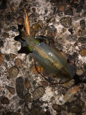 アオリ狙いで釣り納め