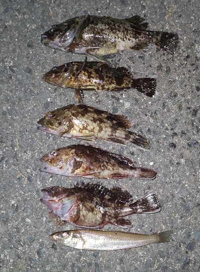 ガシラ21センチ