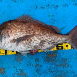 令和最初の年末釣り納め　自己新記録