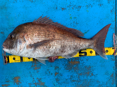 令和最初の年末釣り納め　自己新記録