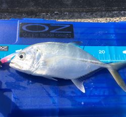 初魚種連チャンw