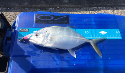 初魚種連チャンw