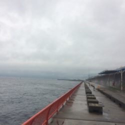 お正月用真鯛チャレンジ