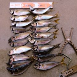 釣り納めだよアジしばき