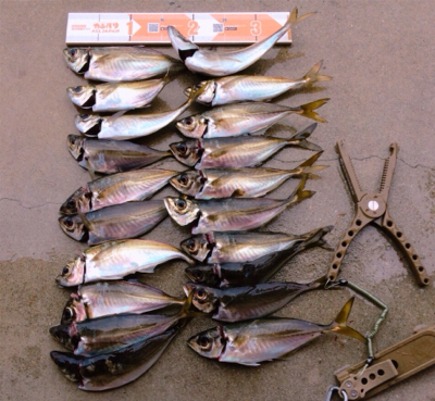 釣り納めだよアジしばき
