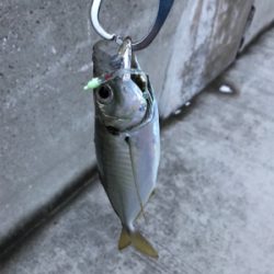 釣り納めとライトゲームデビュー！