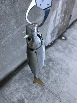 釣り納めとライトゲームデビュー！