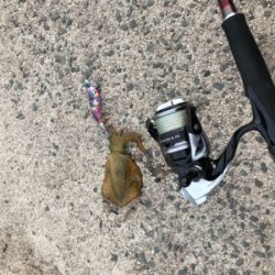 東風強い中でのエギング！