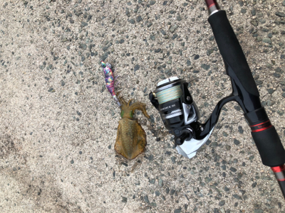 東風強い中でのエギング！