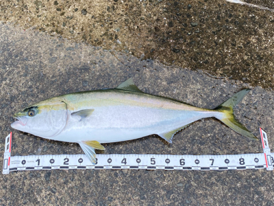 釣納めで初ブリ