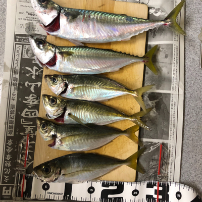 サビキ釣り　釣り納め