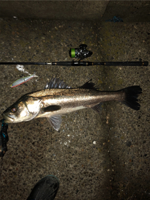 今度こそ釣納め