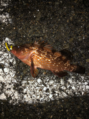 アジ、メバル狙ってたのに