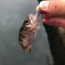 漁港ライトゲーム