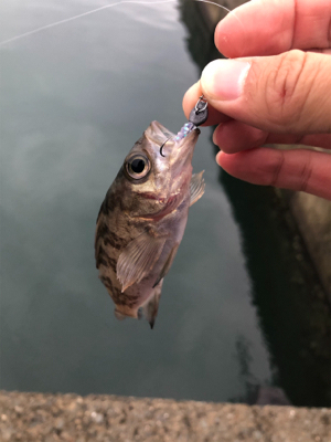 漁港ライトゲーム