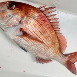 大原港、初ひとつテンヤ