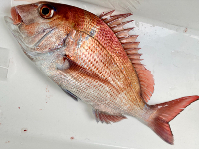 大原港、初ひとつテンヤ