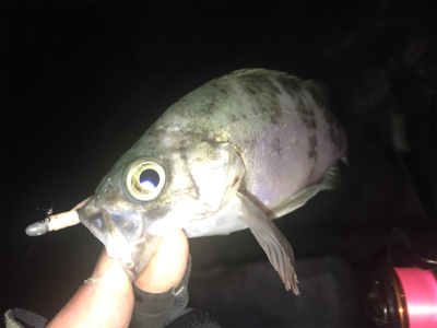 ほんとの釣り納め