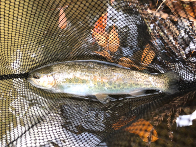 ネイティブトラウト