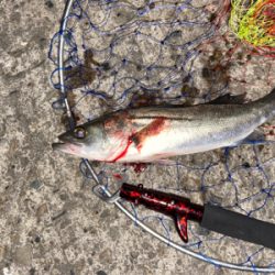 2年越しのシーバス釣行