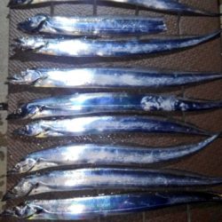 塩浜埠頭テンヤ激あつ