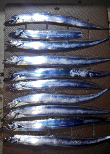 塩浜埠頭テンヤ激あつ