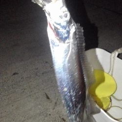 夜テンヤで太刀魚
