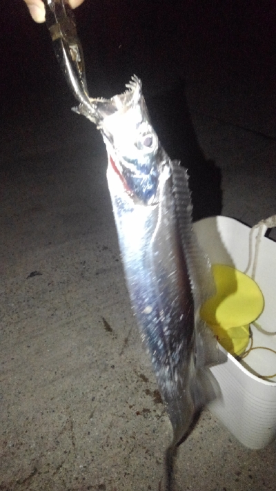夜テンヤで太刀魚
