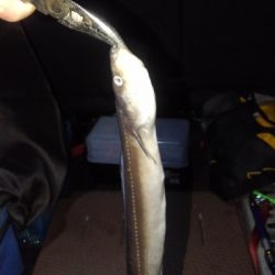 ブッコミでアナゴさん