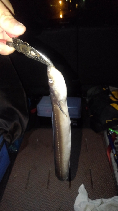 ブッコミでアナゴさん