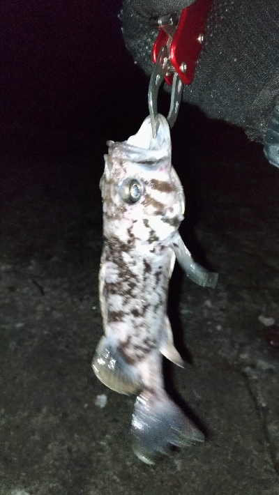 クロソイを追いかけて